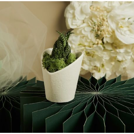 Vasetto bianco cuore con piantina e muschio (cl26011)