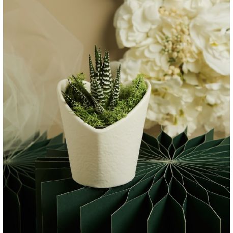 Vasetto bianco cuore con piantina e muschio (cl26013)