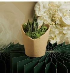 Vasetto marrone cuore con piantina e muschio (cl26014)